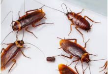 Home Remedies For Cockroaches