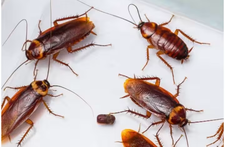 Home Remedies For Cockroaches